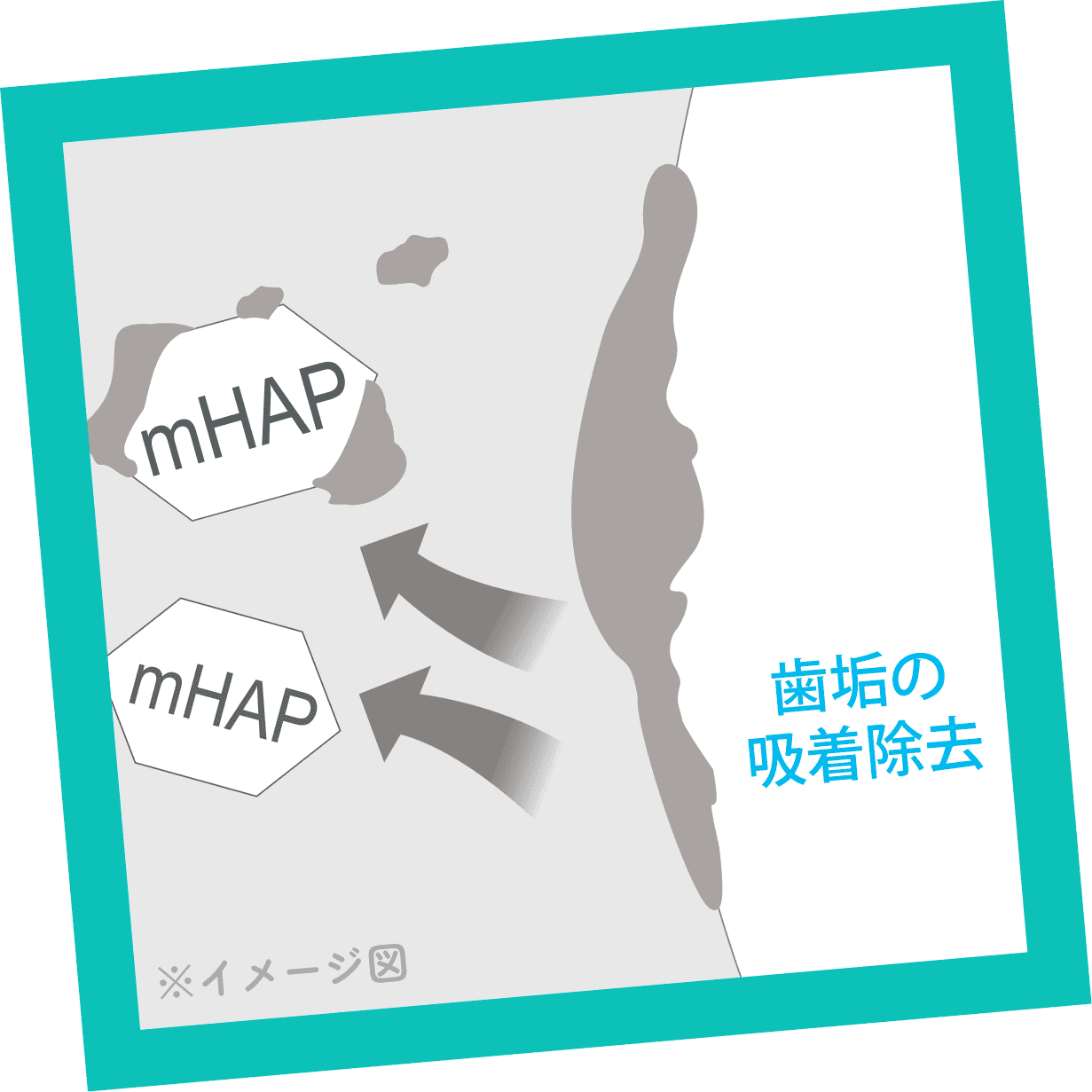 歯垢の吸着除去